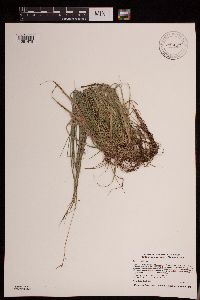 Carex peckii image