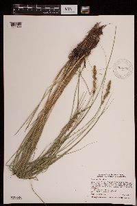 Carex vulpinoidea image