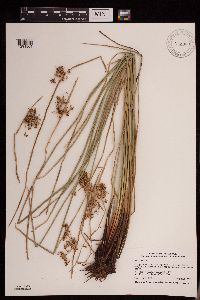 Juncus effusus image