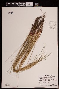 Eleocharis palustris image