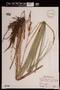 Carex utriculata image