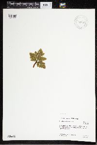 Sceptridium rugulosum image