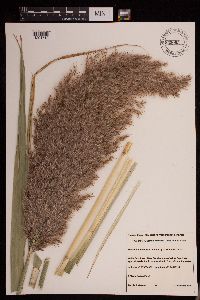 Phragmites australis image