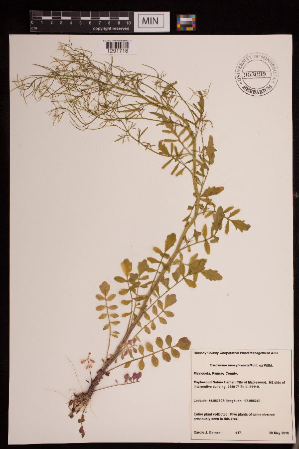 Cardamine impatiens image