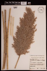 Phragmites australis image