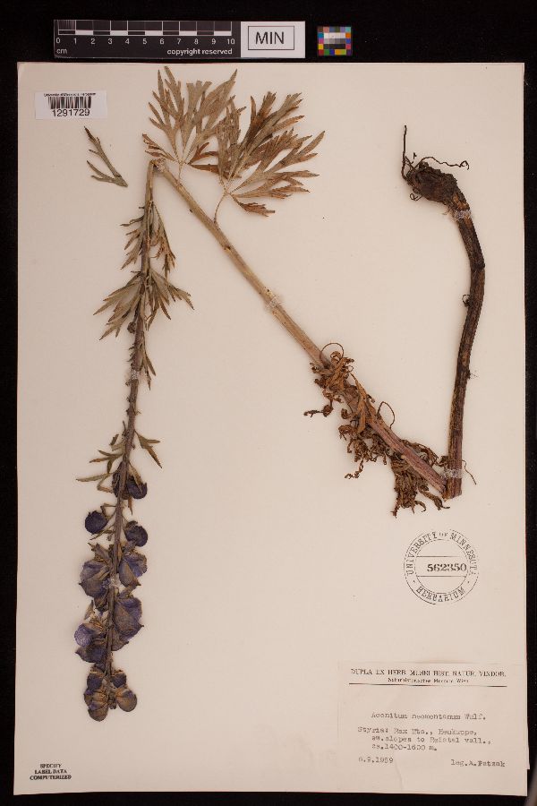 Aconitum neomontanum image