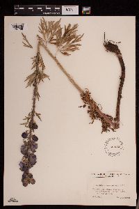 Image of Aconitum neomontanum