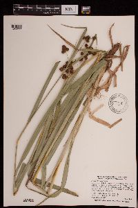 Scirpus atrovirens image