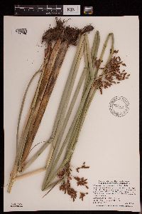 Schoenoplectus tabernaemontani image