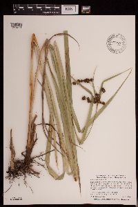 Scirpus atrovirens image