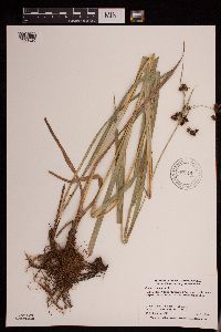 Scirpus atrovirens image