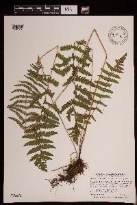Thelypteris palustris subsp. pubescens image