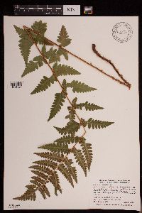 Dryopteris cristata image