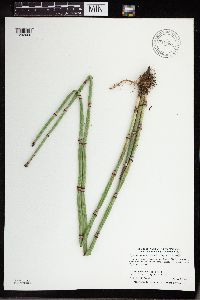 Equisetum hyemale var. affine image