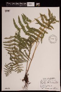 Thelypteris palustris image