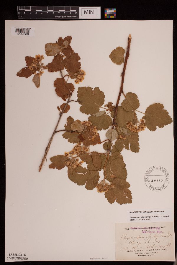 Physocarpus alternans image