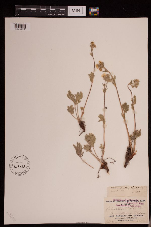 Potentilla multisecta image