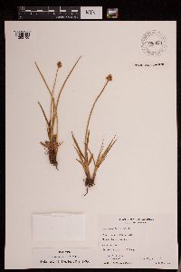 Carex firmicaulis image