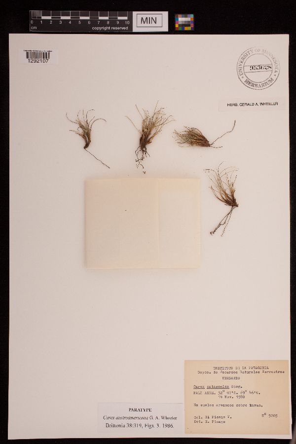 Carex austroamericana image