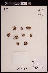 Carex ruthsatzae image