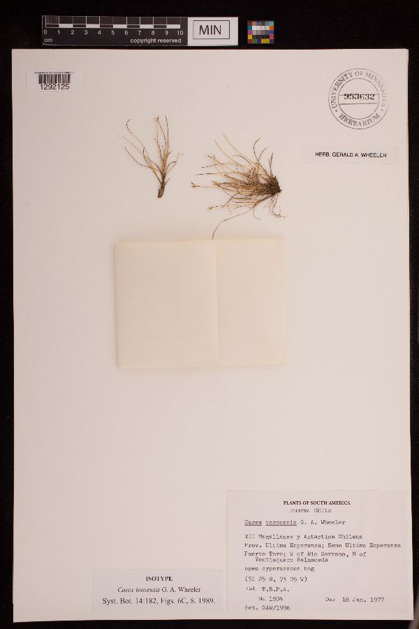 Carex toroensis image