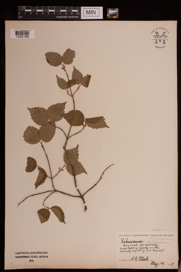 Viburnum image