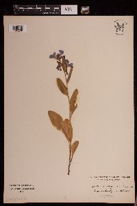 Image of Mertensia virginica