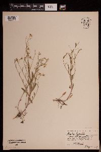 Image of Arabidopsis lyrata