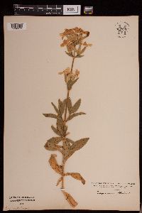Image of Saponaria officinalis