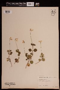 Image of Linnaea borealis