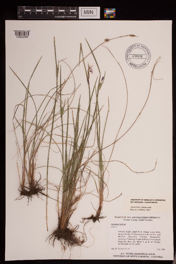 Sisyrinchium albidum image