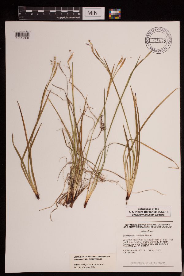 Sisyrinchium fuscatum image