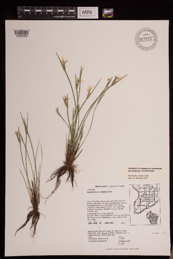 Sisyrinchium albidum image