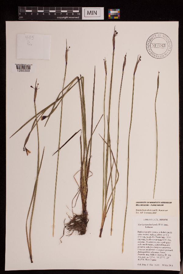 Sisyrinchium hitchcockii image