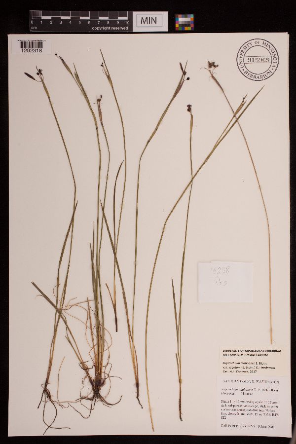 Sisyrinchium idahoense var. segetum image