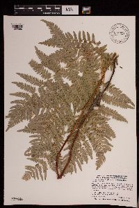 Pteridium aquilinum var. latiusculum image