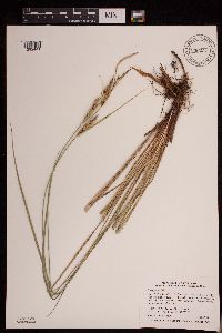 Carex pellita image