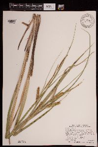 Carex utriculata image