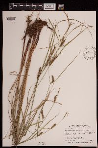 Carex pellita image