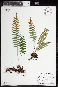 Polypodium virginianum image