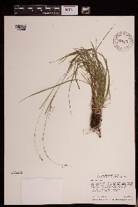 Carex capillaris image