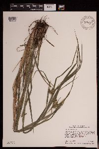 Carex intumescens image