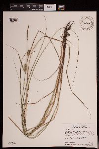 Carex pellita image