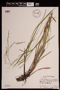 Carex gracillima image