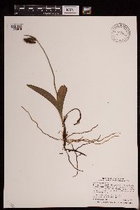 Image of Cypripedium acaule