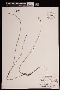 Juncus stygius image