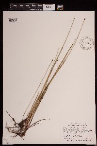 Eleocharis palustris image