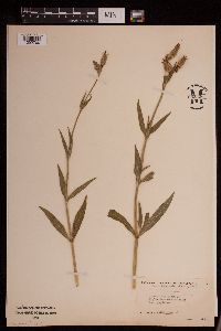 Image of Silene noctiflora