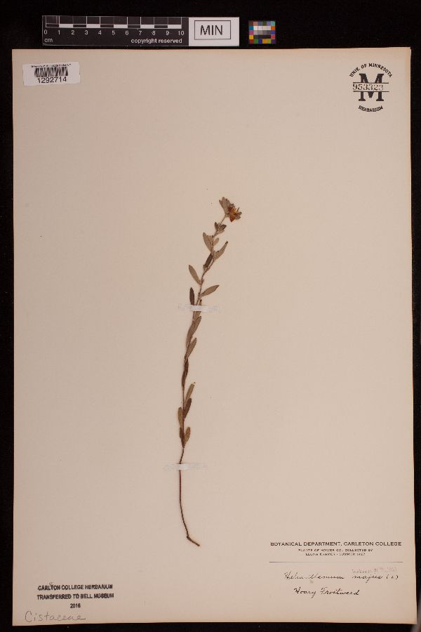 Crocanthemum image