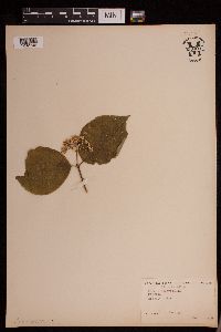Image of Cornus alternifolia